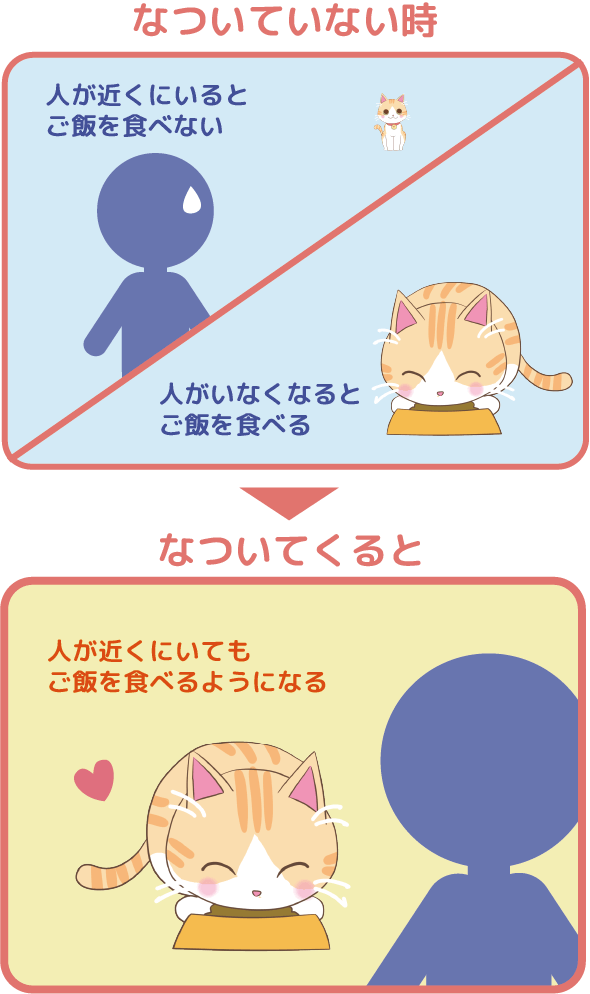 Juno(ユノ)は人が近くにいるとご飯を食べない、人がいなくなるとご飯を食べる